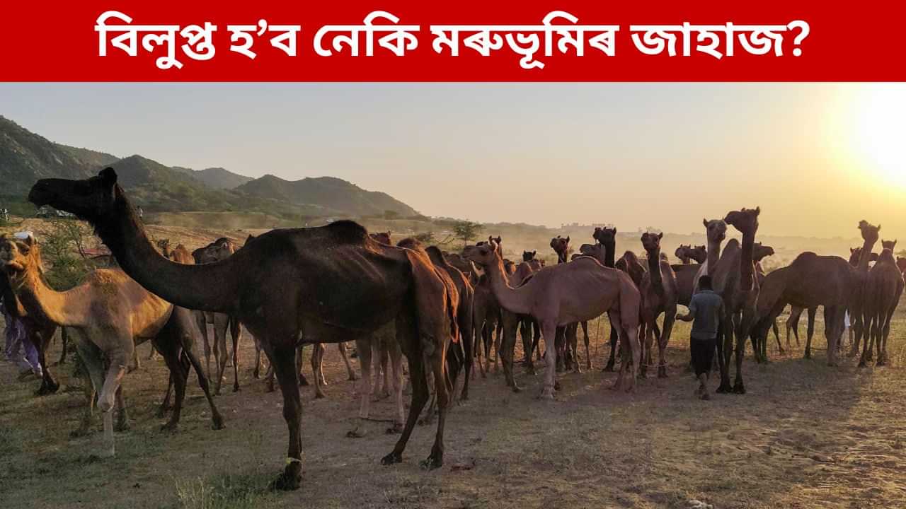 ভাৰতত উদ্বেগজনকভাৱে হ্ৰাস উটৰ সংখ্যা, অধ্যয়নত চাঞ্চল্যকৰ তথ্য প্ৰকাশ ভাৰতত উদ্বেগজনকভাৱে হ্ৰাস উটৰ সংখ্যা, অধ্যয়নত চাঞ্চল্যকৰ তথ্য প্ৰকাশ