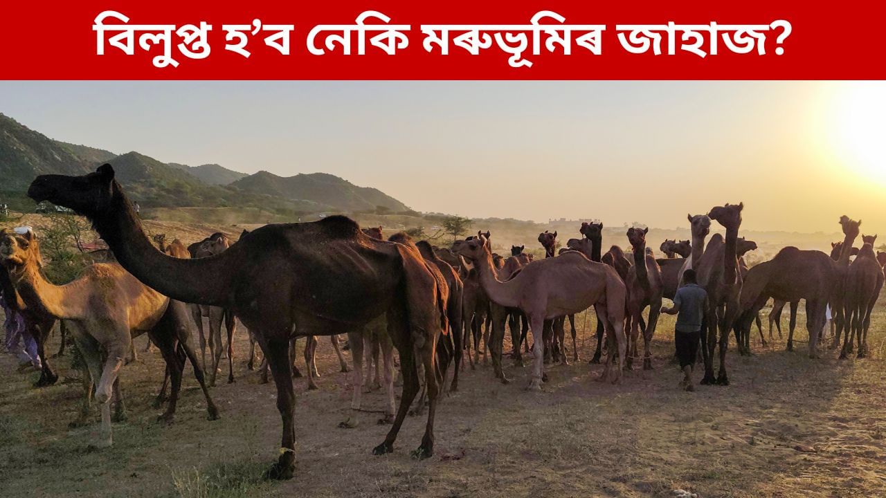 ভাৰতত উদ্বেগজনকভাৱে হ্ৰাস উটৰ সংখ্যা, অধ্যয়নত চাঞ্চল্যকৰ তথ্য প্ৰকাশ ভাৰতত উদ্বেগজনকভাৱে হ্ৰাস উটৰ সংখ্যা, অধ্যয়নত চাঞ্চল্যকৰ তথ্য প্ৰকাশ