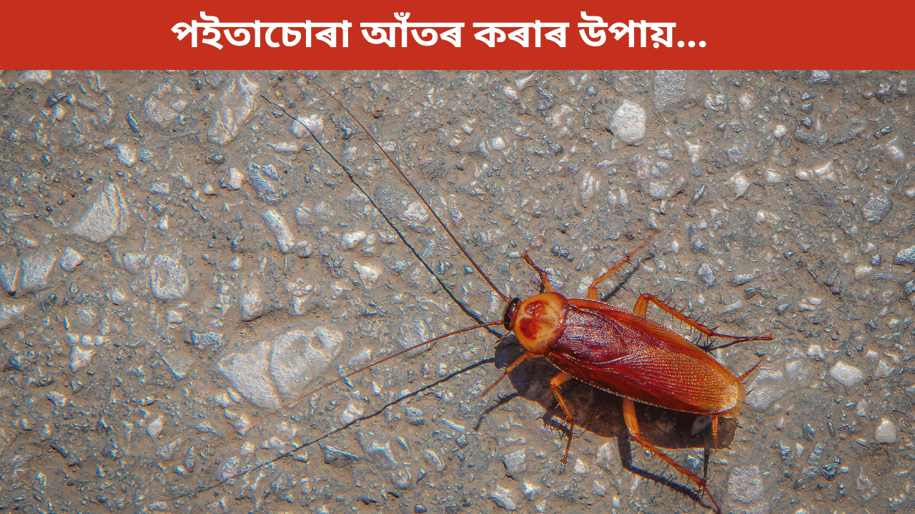 Cockroach: ঘৰত নাথাকে এটাও পইতাচোৰা! কৰক মাত্ৰ এই সহজ উপায়… Cockroach: ঘৰত নাথাকে এটাও পইতাচোৰা! কৰক মাত্ৰ এই সহজ উপায়…