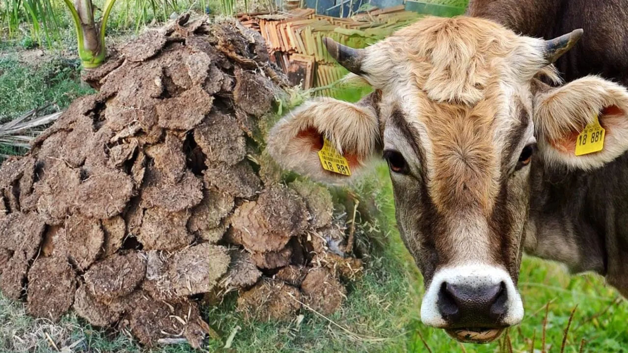 Cow Dung Business Of India