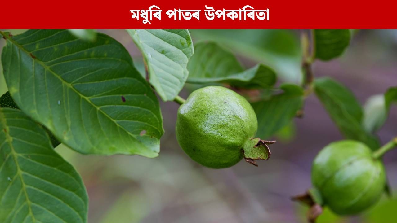 Guava Leaves for Health: ৰাতিপুৱা খালী পেটত মধুৰিৰ পাত খালে কি হয় ? ইয়াৰ পাঁচটা উপকাৰিতা Guava Leaves for Health: ৰাতিপুৱা খালী পেটত মধুৰিৰ পাত খালে কি হয় ? ইয়াৰ পাঁচটা উপকাৰিতা