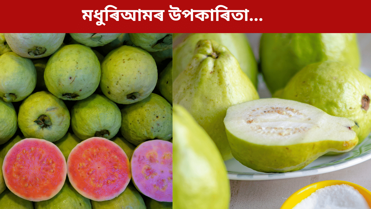 Guava Benefits: বগা নে ৰঙা? কোনবিধ মধুৰিআম সবাতোকৈ বেছি উপকাৰী, জানক সকলো… Guava Benefits: বগা নে ৰঙা? কোনবিধ মধুৰিআম সবাতোকৈ বেছি উপকাৰী, জানক সকলো…