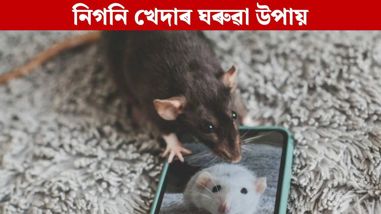 Rats: ঘৰত বাঢ়িছে নেকি এন্দুৰ-নিগনিৰ উপদ্ৰৱ? পাকঘৰৰ এই সামগ্ৰীয়ে দিব মুক্তি… Rats: ঘৰত বাঢ়িছে নেকি এন্দুৰ-নিগনিৰ উপদ্ৰৱ? পাকঘৰৰ এই সামগ্ৰীয়ে দিব মুক্তি…