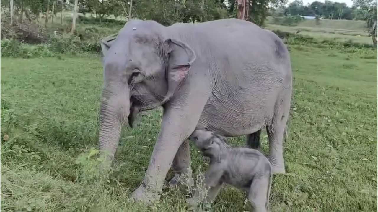 কুঁৱীৰৰ জীয়েকৰ নাম ৰাখিলে মায়াবিনী, কাজিৰঙাৰ বুকুত উমলি ফুৰিব তাই কুঁৱীৰৰ জীয়েকৰ নাম ৰাখিলে মায়াবিনী, কাজিৰঙাৰ বুকুত উমলি ফুৰিব তাই