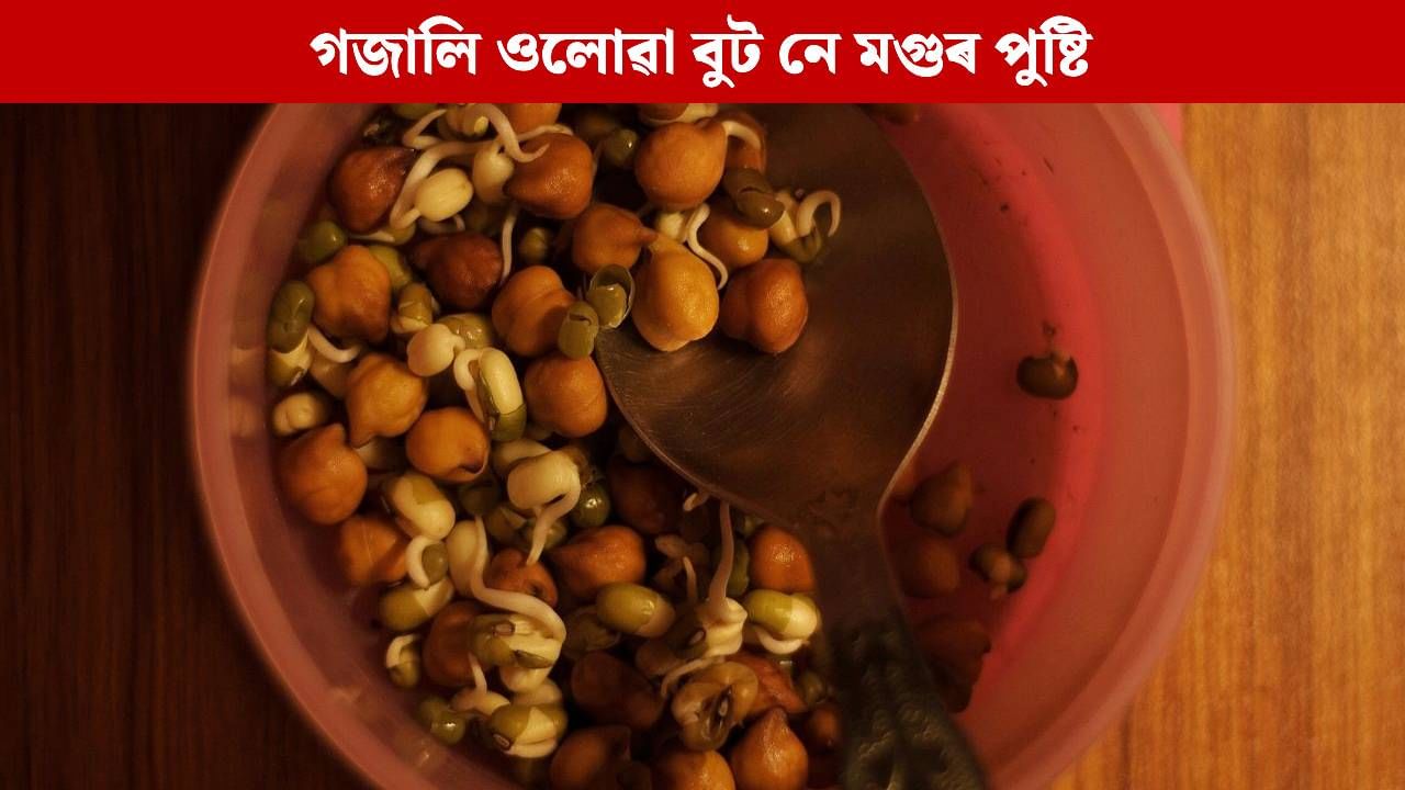 গজালি ওলোৱা বুট নে মগু! দেহৰ বাবে কোনবিধ অধিক উপকাৰী জানেনে? গজালি ওলোৱা বুট নে মগু! দেহৰ বাবে কোনবিধ অধিক উপকাৰী জানেনে?