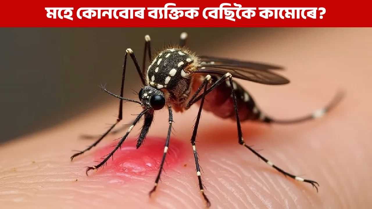 কোনবোৰ লোকক মহে বেছিকৈ কামোৰে? গৱেষণাত পোহৰলৈ আহিছে ডাঙৰ তথ্য কোনবোৰ লোকক মহে বেছিকৈ কামোৰে? গৱেষণাত পোহৰলৈ আহিছে ডাঙৰ তথ্য