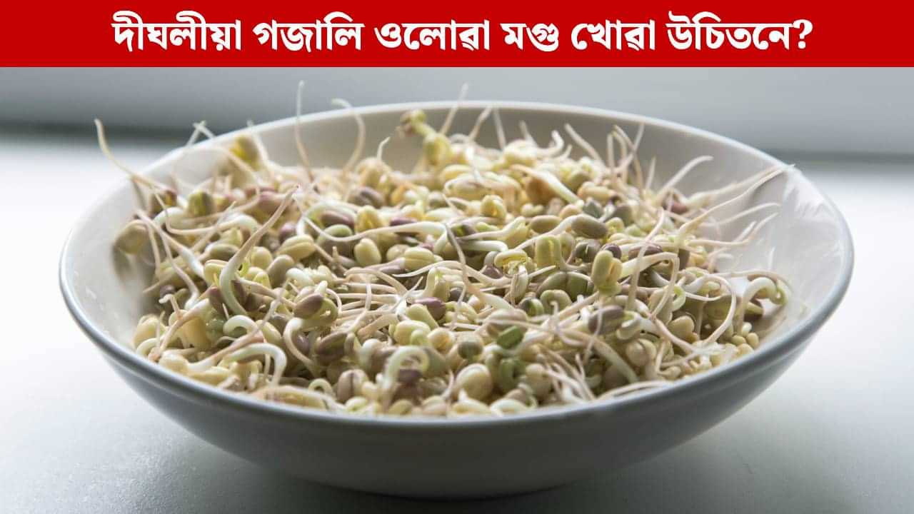 দীঘলীয়া গজালি ওলোৱা মগু খোৱা উচিতনে? বিশেষজ্ঞৰ মতে ভবাই তুলিব আপোনাক দীঘলীয়া গজালি ওলোৱা মগু খোৱা উচিতনে? বিশেষজ্ঞৰ মতে ভবাই তুলিব আপোনাক