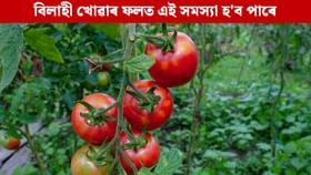 অত্যধিক বিলাহী খালে কি হয় ? কোনসকল লোকে বিলাহী বেছিকৈ খাব নালাগে? অত্যধিক বিলাহী খালে কি হয় ? কোনসকল লোকে বিলাহী বেছিকৈ খাব নালাগে?