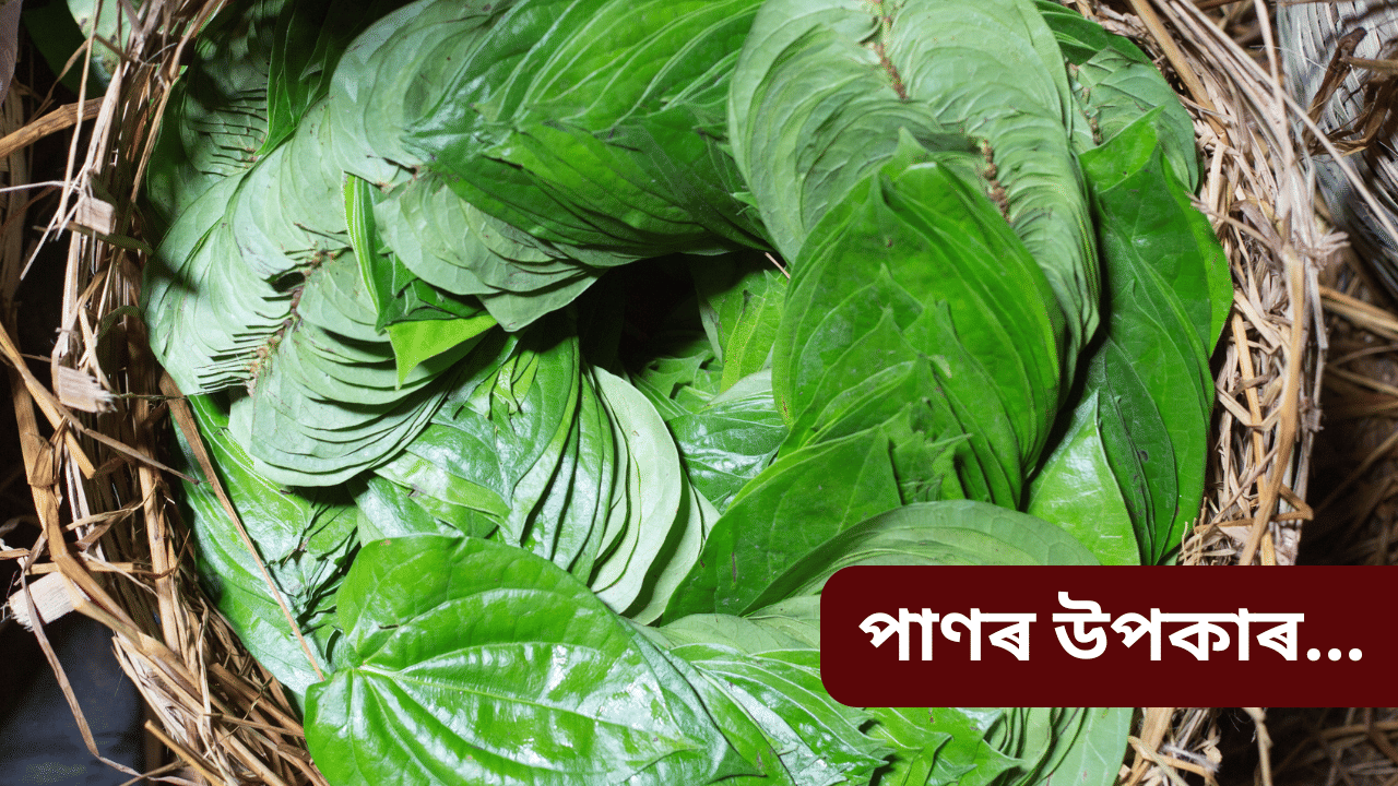 Betel Leaves benefits: পাণৰ ৫ টা উপকাৰী গুণৰ বিষয়ে জানেনে? জানিলে আচৰিত হ’ব আপুনি… Betel Leaves benefits: পাণৰ ৫ টা উপকাৰী গুণৰ বিষয়ে জানেনে? জানিলে আচৰিত হ’ব আপুনি…