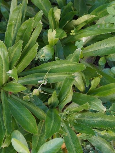 কানৰ বিষ আৰু জ্বৰ… মান ধনিয়াৰ উপকাৰী গুণৰ বিষয়ে জানি হ’ব আচৰিত! কানৰ বিষ আৰু জ্বৰ… মান ধনিয়াৰ উপকাৰী গুণৰ বিষয়ে জানি হ’ব আচৰিত!