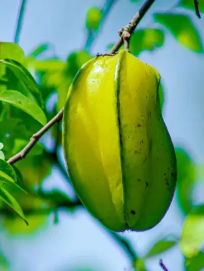 কৰ্দৈৰ আচৰিত উপকাৰিতাৰ বিষয়ে জানো আহক কৰ্দৈৰ আচৰিত উপকাৰিতাৰ বিষয়ে জানো আহক