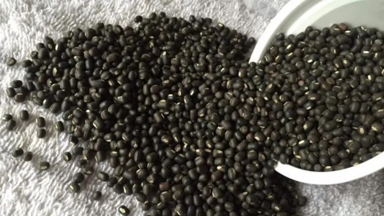 শনি দেৱক মাটিৰ দাইল আগবঢ়োৱা হয়, গতিকে ধনতেৰাচৰ দিনা ইয়াক পৰিহাৰ কৰা উচিত। ধনতেৰাচত মাটিৰ দাইল কিনাটো অশুভ আৰু ঋণৰ সৃষ্টি হ’ব পাৰে বুলি বিশ্বাস কৰা হয়।