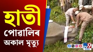 পথাৰৰ কাষত পৰি ৰ’ল এটি হাতী পোৱালীৰ মৃতদেহ, শুঁৰত আঘাতৰ চিন…