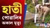 পথাৰৰ কাষত পৰি ৰ'ল এটি হাতী পোৱালীৰ মৃতদেহ, শুঁৰত আঘাতৰ চিন পথাৰৰ কাষত পৰি ৰ'ল এটি হাতী পোৱালীৰ মৃতদেহ, শুঁৰত আঘাতৰ চিন...