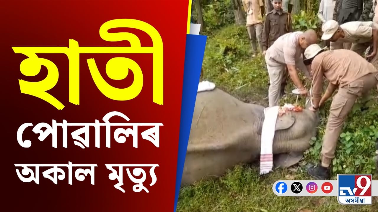 পথাৰৰ কাষত পৰি ৰ'ল এটি হাতী পোৱালীৰ মৃতদেহ, শুঁৰত আঘাতৰ চিন...