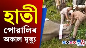 পথাৰৰ কাষত পৰি ৰ'ল এটি হাতী পোৱালীৰ মৃতদেহ, শুঁৰত আঘাতৰ চিন পথাৰৰ কাষত পৰি ৰ'ল এটি হাতী পোৱালীৰ মৃতদেহ, শুঁৰত আঘাতৰ চিন