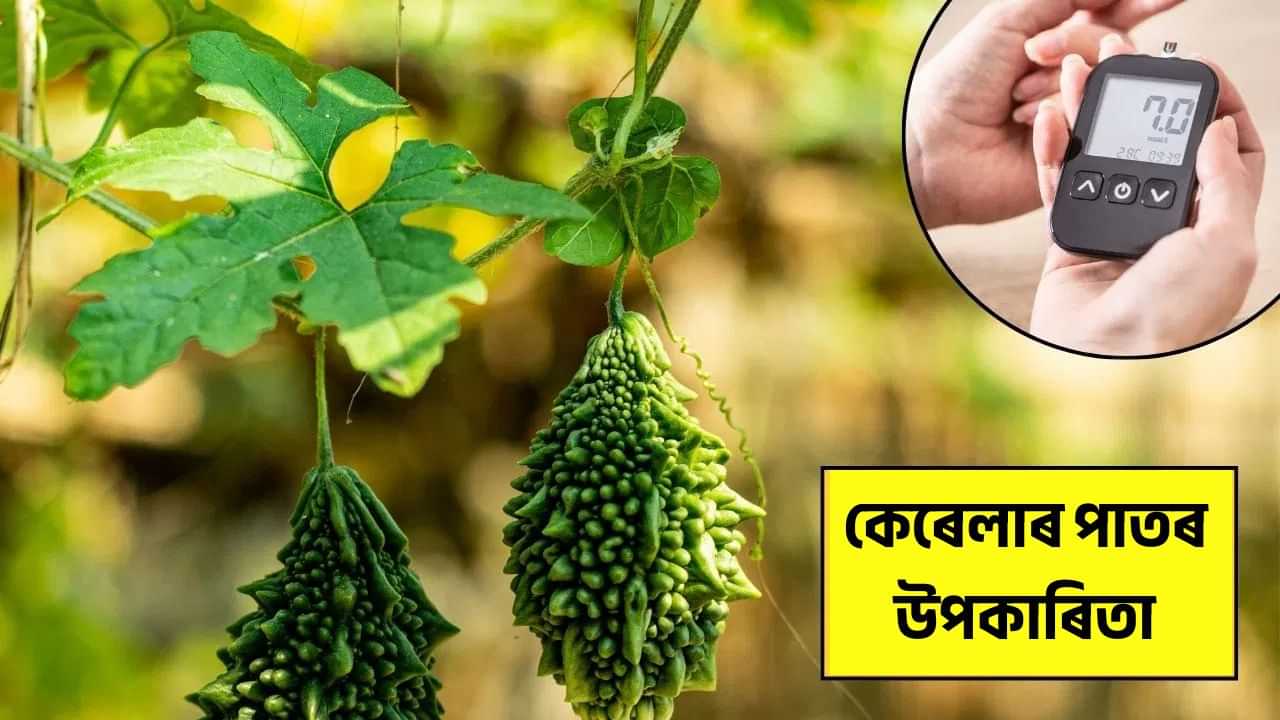 কেৱল তিতা কেৰেলাই নহয়, চুগাৰ নিয়ন্ত্ৰণত পাতেও কৰিব সহায়, বিশেষজ্ঞৰ পৰা জানক