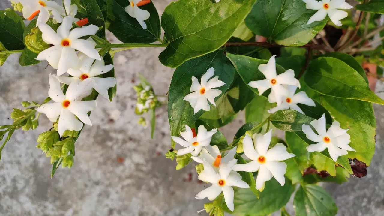 শৰৎ মানেই শেৱালিৰ সুবাস! কিন্তু এই শেৱালি ফুলৰ উপকাৰিতাৰ বিষয়ে জানেনে?