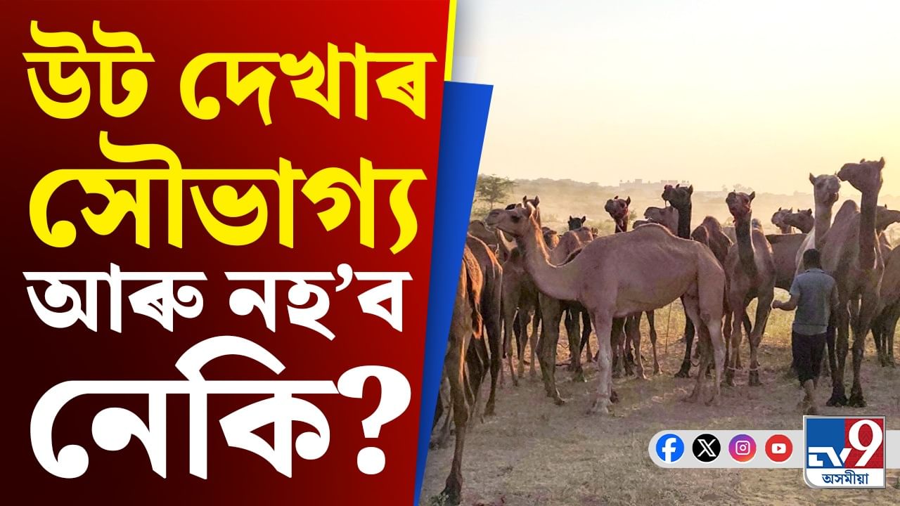হ'ব নেকি বিলুপ্ত? ভাৰতত তীব্ৰগতিত হ্ৰাস পাইছে উটৰ সংখ্যা...
