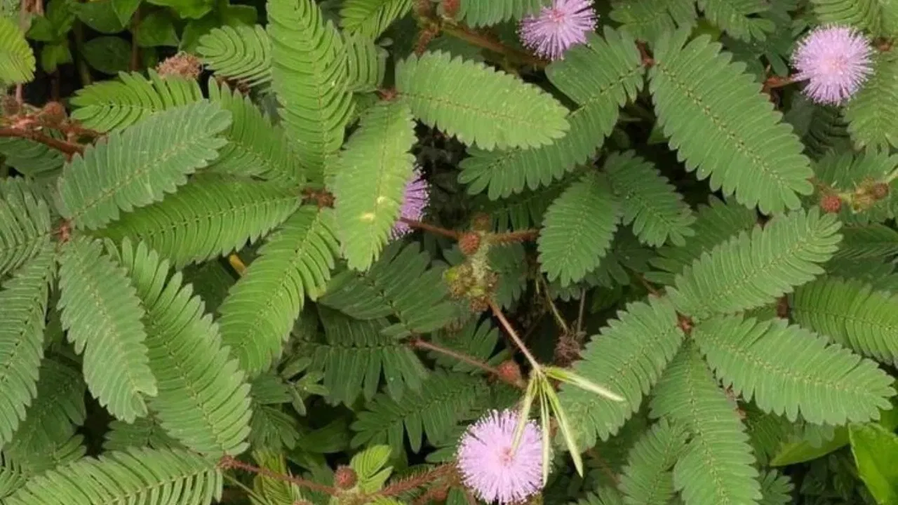 বিজয়া দশমীৰ দিনা শামী গছৰ পূজা কৰাটো শুভ বুলি গণ্য কৰা হয়। এই প্ৰথাই শত্ৰুৰ ওপৰত জয়লাভ কৰে বুলি বিশ্বাস কৰা হয়। দশেৰাত শামী গছৰ পাত বিতৰণ কৰি "সোণ" হিচাপে প্ৰদান কৰা হয়, যিটো সমৃদ্ধি আৰু সৌভাগ্যৰ প্ৰতীক।