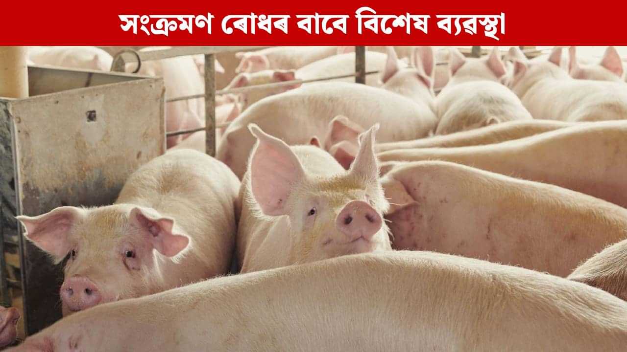 ৰাজ্যত ভয়াবহভাৱে বৃদ্ধি পাইছে ASF ৰ সংক্ৰমণ, তিনিচুকীয়া জিলা প্ৰশাসনৰ বিশেষ জাননী ৰাজ্যত ভয়াবহভাৱে বৃদ্ধি পাইছে ASF ৰ সংক্ৰমণ, তিনিচুকীয়া জিলা প্ৰশাসনৰ বিশেষ জাননী