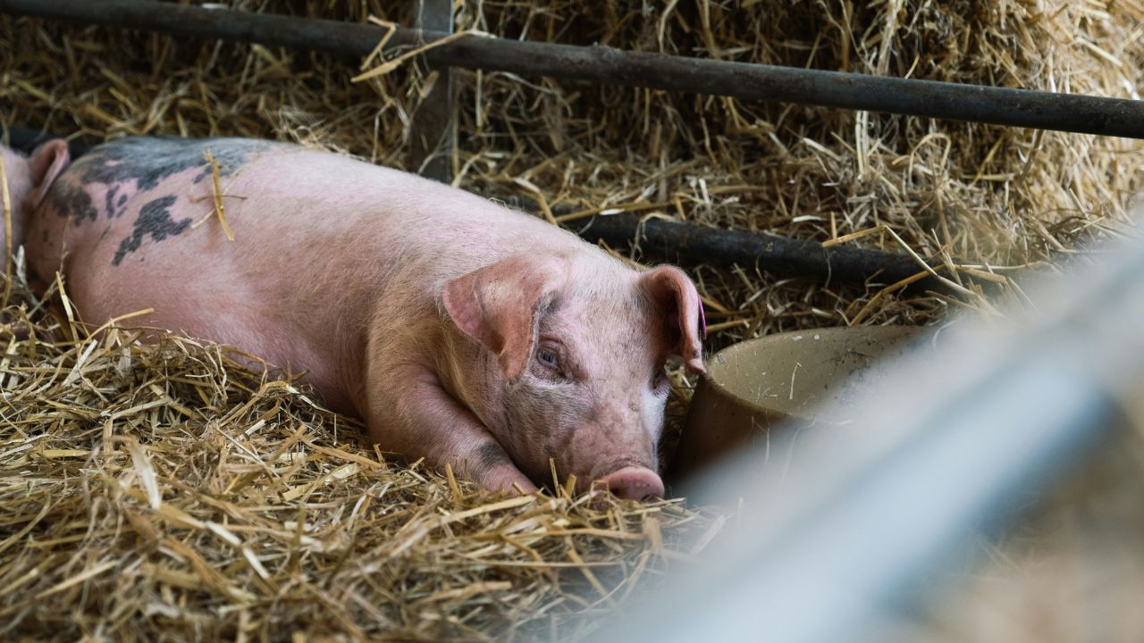 সেই অনুসৰি আফ্ৰিকান ছোৱাইন ফিভাৰৰ দ্বাৰা অধিক ক্ষতিগ্ৰস্ত হোৱা ৭ জিলা ক্ৰমে শিৱসাগৰ, যোৰহাট, ধেমাজি, ডিব্ৰুগড়, লখিমপুৰ, কামৰূপ আৰু দৰঙত গাহৰি মাংস বিক্ৰী নিষিদ্ধ হ’ব। পৰৱৰ্তী আদেশ জাৰি নকৰা পৰ্যন্ত এই নিষেধাজ্ঞা অব্যাহত থাকিব।