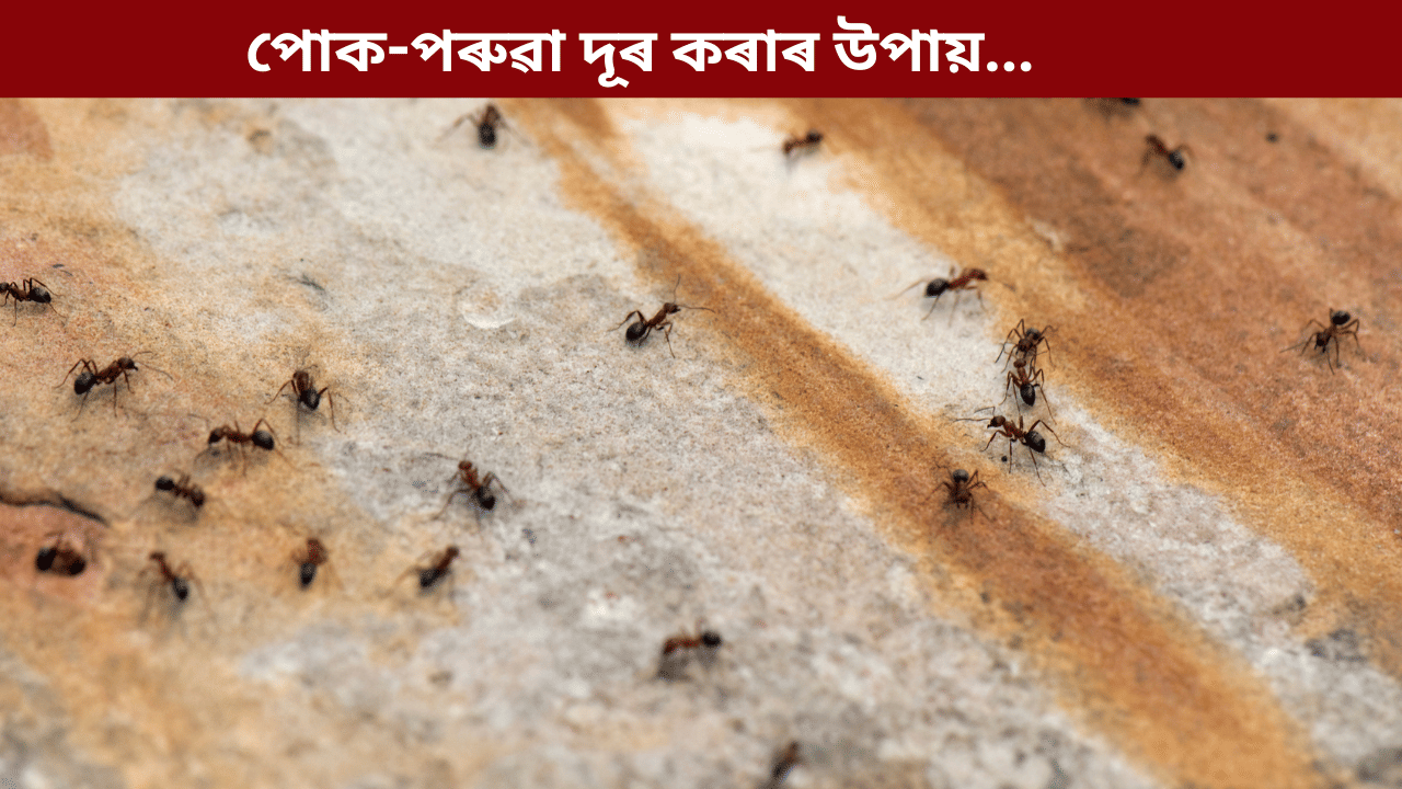পোক-পৰুৱাই সমস্যা দিছে নেকি? এই ঘৰুৱা উপায়ৰ দ্বাৰা লাভ কৰক সমাধান...