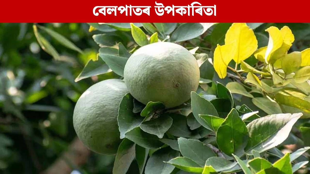 ৰাতিপুৱা খালী পেটত ২-৩ টা বেলপাত চোবাই খালে কি হয়? জানক…