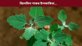 ভতুৱা শাক খালে কি কি ৰোগ ভাল হয়? জানক ইয়াৰ আচৰিত গুণৰ বিষয়ে…