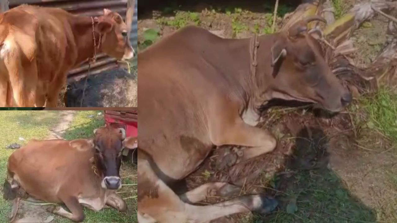 আজি এক গোপন সূত্ৰৰ পম খেদি পলাশবাৰী আৰক্ষীয়ে উদ্ধাৰ কৰিছে ১৯টা চুৰি গৰু। লগতে আৰক্ষীয়ে এই চুৰি চক্ৰত জড়িত চাৰিজন লোককো গ্ৰেপ্তাৰ কৰিছে। স্বাভাৱিকতেই পলাশবাৰী আৰক্ষীৰ এই অভিযান এক বৃহৎ সাফল্য হিচাপে প্ৰমাণিত হৈছে।