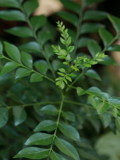 নৰসিংহৰ পাত খালে কি হয়? কি কি ৰোগৰ পৰা উপশম পাব পাৰি ? জানক