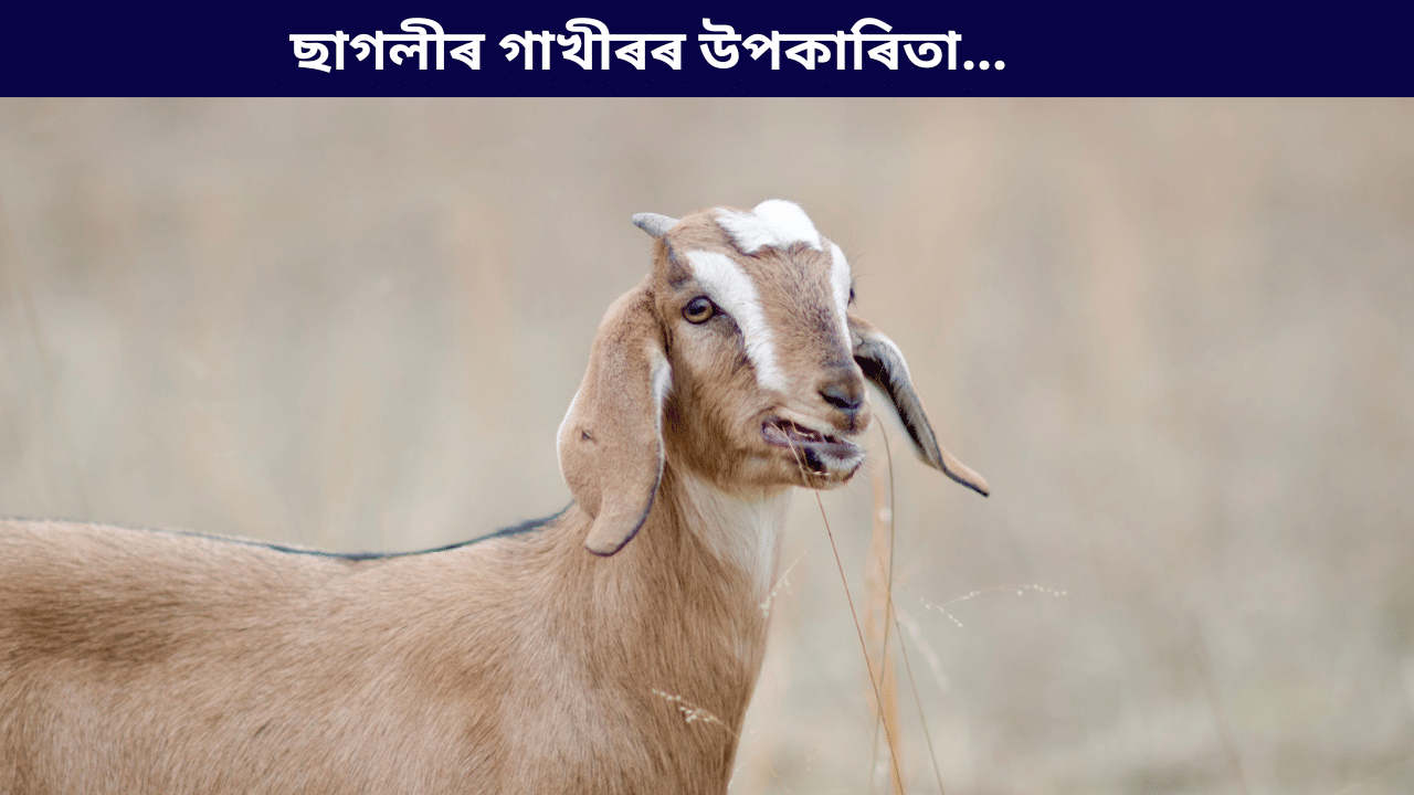ছাগলীৰ গাখীৰৰ উপকাৰী গুণৰ বিষয়ে জানেনে? জানক সকলো…
