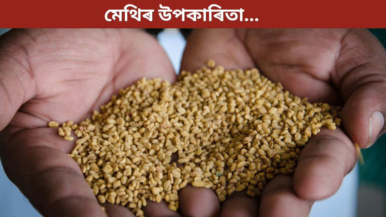 ১৪ দিন একেৰাহে পুৱা খালী পেটত মেথি গুটি খালে কি কি ৰোগ ভাল হয়? জানক সকলো... ১৪ দিন একেৰাহে পুৱা খালী পেটত মেথি গুটি খালে কি কি ৰোগ ভাল হয়? জানক সকলো...