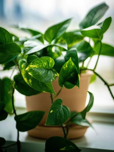 ঘৰৰ এই ৩টা স্থানত কেতিয়াও নাৰাখিব মানী প্লাণ্ট, অন্যথা দৰিদ্ৰতাই আগুৰিব আপোনাৰ জীৱন