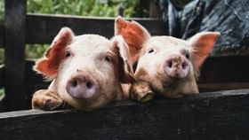 সম্বৰণ কৰিব লাগিব লোভ, ব্যৱসায়ীৰ মূৰত মাধমাৰ; এই ৭ জিলাত নিষিদ্ধ হ’ল গাহৰি মঙহ...