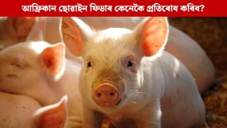 আফ্রিকান ছোৱাইন ফিভাৰৰ ফলত ব্যাপক হাৰত গাহৰিৰ মৃত্যু, এই সংক্ৰমণ ৰোধ কৰাৰ উপায়…