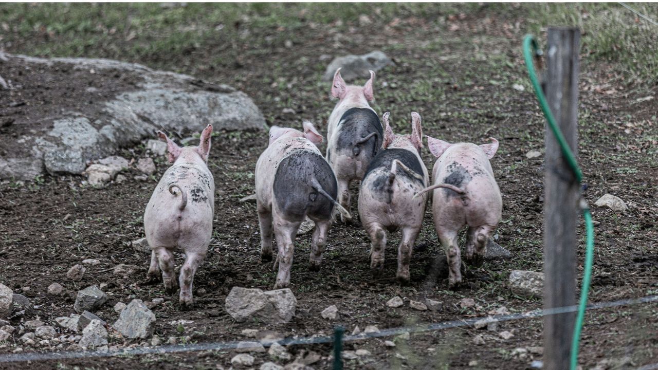 পশুপালন আৰু পশু চিকিৎসা বিভাগৰ সঞ্চালক ডাঃ জয়ন্ত কুমাৰ গোস্বামীয়ে সদৰী কৰা মতে, কেৱল এই বছৰতে আফ্ৰিকান ছোৱাইন ফিভাৰৰ অধিক সংক্ৰমণ ৰোধৰ বাবে ৰাজ্যজুৰি এইপৰ্যন্ত প্ৰায় ১৪,৫০০ গাহৰি হত্যা কৰা হৈছে আৰু ৩ হাজাৰৰো অধিক গাহৰি এই ৰোগত আক্ৰান্ত হৈ মৃত্যুমুখত পৰিছে।