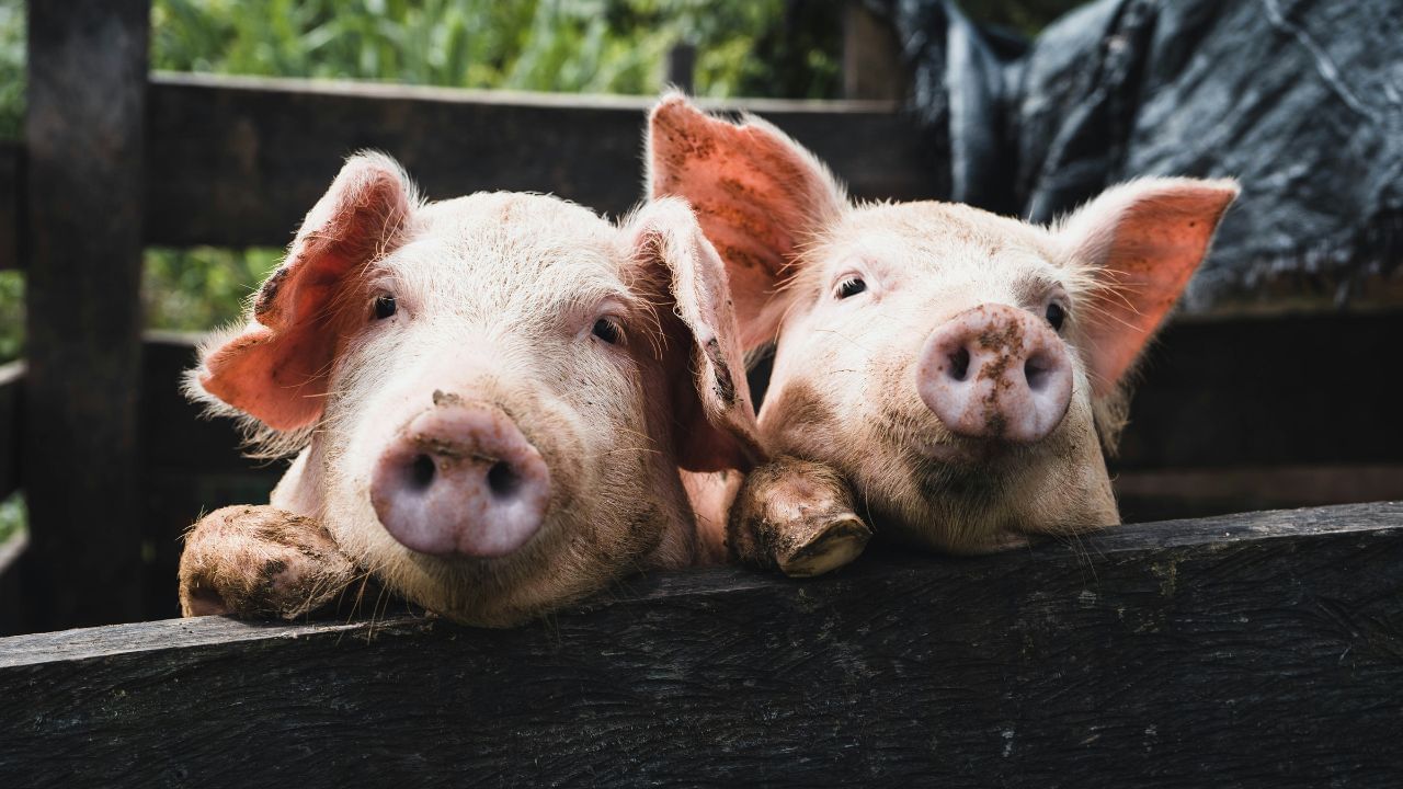 শেহতীয়া সময়ছোৱাত গাহৰি মঙহৰ জনপ্ৰিয়তা, বিশেষকৈ যুৱ চামৰ মাজত যথেষ্ট বৃদ্ধি পোৱা পৰিলক্ষিত হৈছে। মঙহৰ চাহিদাৰ প্ৰতি লক্ষ্য ৰাখি বহু লোকে গাহৰি পালনৰ জৰিয়তে নিজৰ জীৱিকাৰো এক স্বনিৰ্ভৰশীল পন্থা গ্ৰহণ কৰি আহিছে।