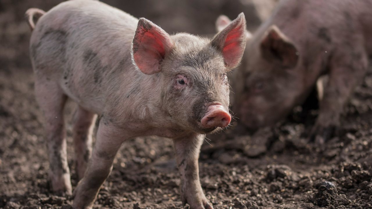 পিছে ৰাজ্যৰ ব্যাপকসংখ্যক গাহৰি পালকৰ বাবে এতিয়া বিপৰ্যয়ৰ কাৰণ হৈ পৰিছে আফ্ৰিকান ছোৱাইন ফিভাৰ। এই ৰোগৰ প্ৰাদুৰ্ভাৱৰ ফলত ৰাজ্যত বৃহৎ ক্ষতিৰ সন্মুখীন হ’বলগা হৈছে গাহৰি পালকসকল। ৰোগৰ বিস্তাৰৰ প্ৰতি লক্ষ্য ৰাখি অসম চৰকাৰে এতিয়া গ্ৰহণ কৰিছে এক বিশেষ সিদ্ধান্ত।