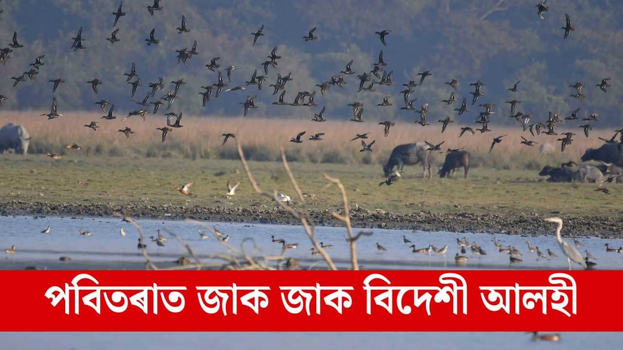 পৰিভ্ৰমী পক্ষীৰ কাকলিৰে মুখৰিত পবিতৰা বন্যপ্ৰাণী অভয়াৰণ্য