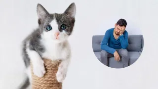 ঘৰত মেকুৰী পোহা লোকসকলৰ হ’ব পাৰে অতি বিপজ্জনক মানসিক ৰোগ, গৱেষণাত প্ৰকাশ…