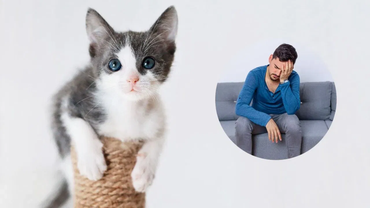 ঘৰত মেকুৰী পোহা লোকসকলৰ হ’ব পাৰে অতি বিপজ্জনক মানসিক ৰোগ, গৱেষণাত প্ৰকাশ…