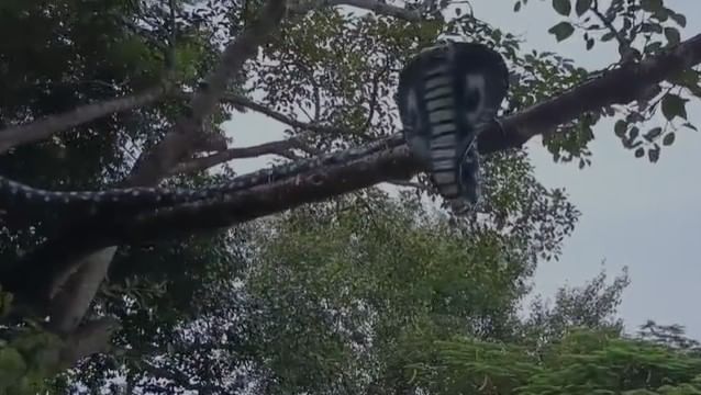 সেয়ে সকলোৱে ভগৱানৰ কোনো মহিমা বুলি বিশ্বাস কৰিছে। গছজোপা সুৰক্ষিত কৰি ৰাখিবলৈ কোনো ডাল নকটাকৈ এই সাপডাল তৈয়াৰ কৰিছিল । এই সাপডাল সাজি উলিওৱাৰ পিছৰে পৰা গছজোপা কাটিবলৈ কোনো লোকে বৰ্তমানলৈ সাহস কৰা নাই।