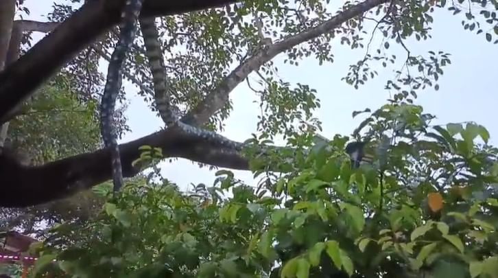 শিৱৰাত্ৰিৰ সময়ত গছত সাপ এডাল প্ৰস্তুত কৰিছে। কিন্তু ধুমুহা-বতাহৰ পিছতো মাটিৰ সাপডালৰ কোনো ক্ষতি হোৱা নাই।