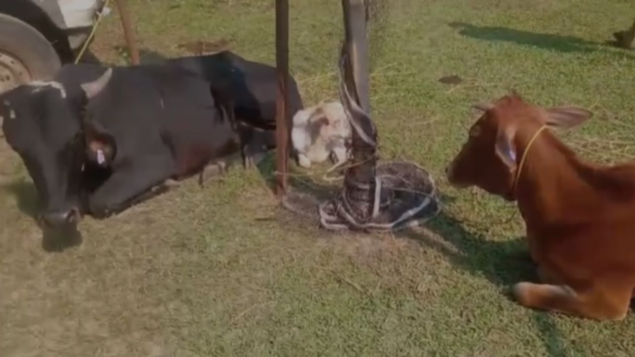 জানিব পৰা মতে, পলাশবাৰী আৰক্ষী থানাৰ ভাৰপ্ৰাপ্ত বিষয়া ডিম্পল গয়াৰীৰ নেতৃত্বত এই অভিযান চলোৱা হৈছিল। গোপন সূত্ৰৰ পোৱা খবৰৰ আধাৰত আৰক্ষীৰ দলটোৱে নলবাৰী জিলাৰ মুকালমুৱাৰ ঘোগা গাঁৱৰ পৰা উদ্ধাৰ কৰে ১৫টা গৰু।