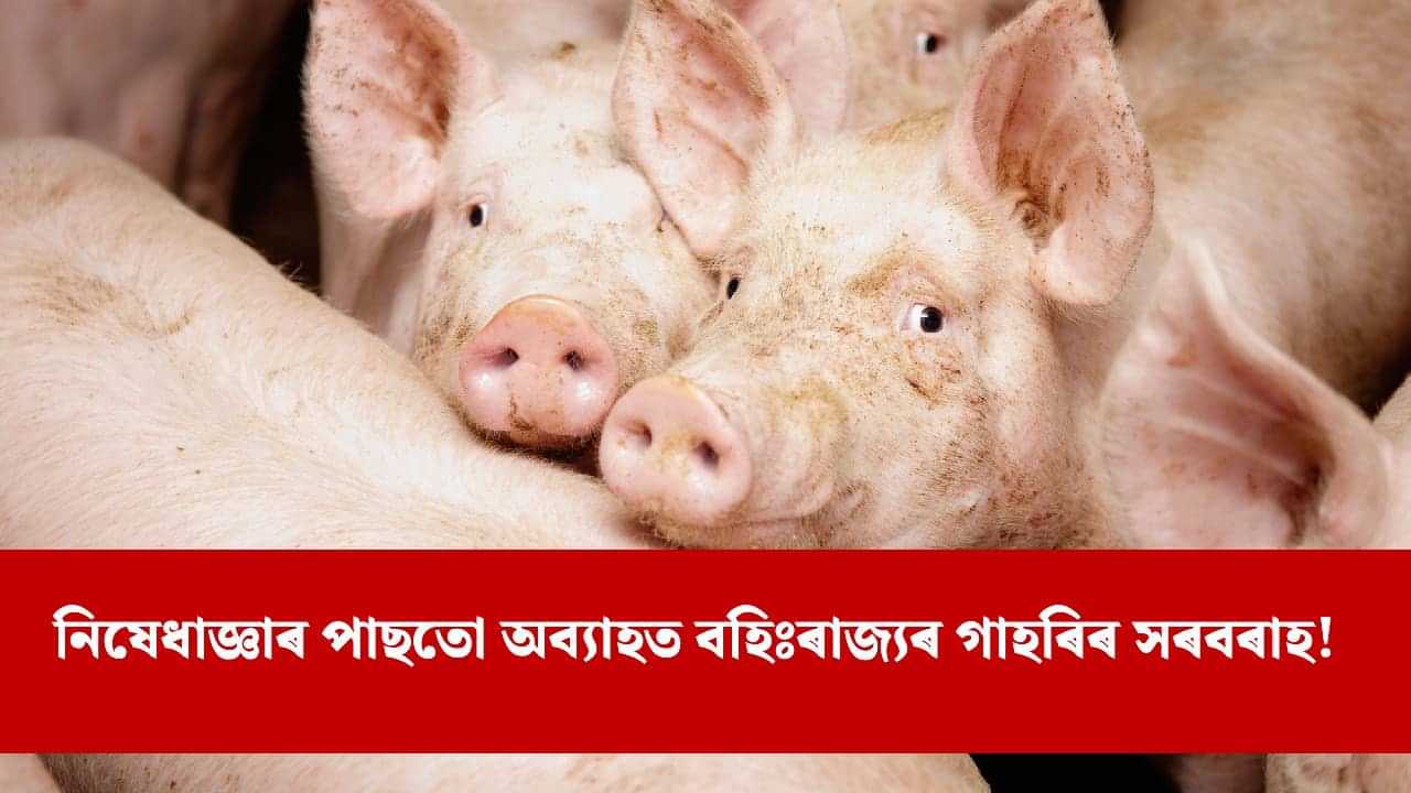 অসমত প্ৰৱেশ কৰাৰ সময়তে শ্ৰীৰামপুৰ গেটত ASF আক্ৰান্ত গাহৰি জব্দ