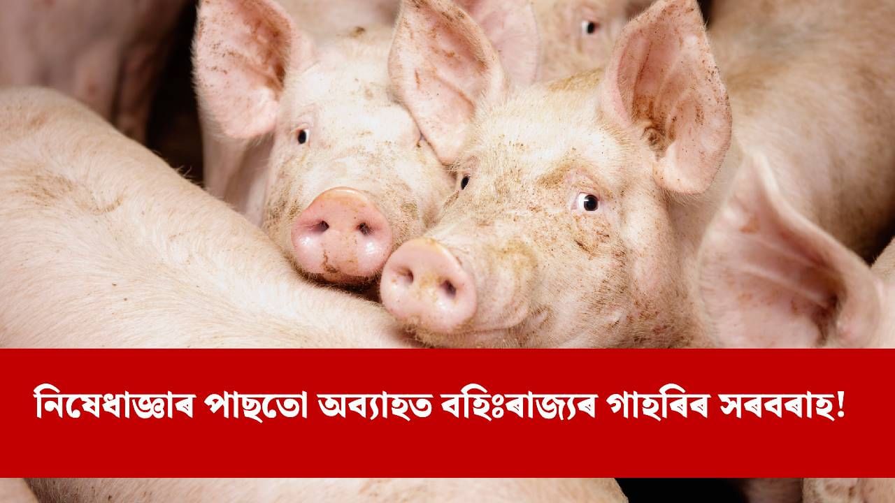 অসমত প্ৰৱেশ কৰাৰ সময়তে শ্ৰীৰামপুৰ গেটত ASF আক্ৰান্ত গাহৰি জব্দ
