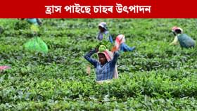 ৫.৯ শতাংশলৈ হ্ৰাস চাহৰ উৎপাদন, অসমত উৎপাদন কিমান ?