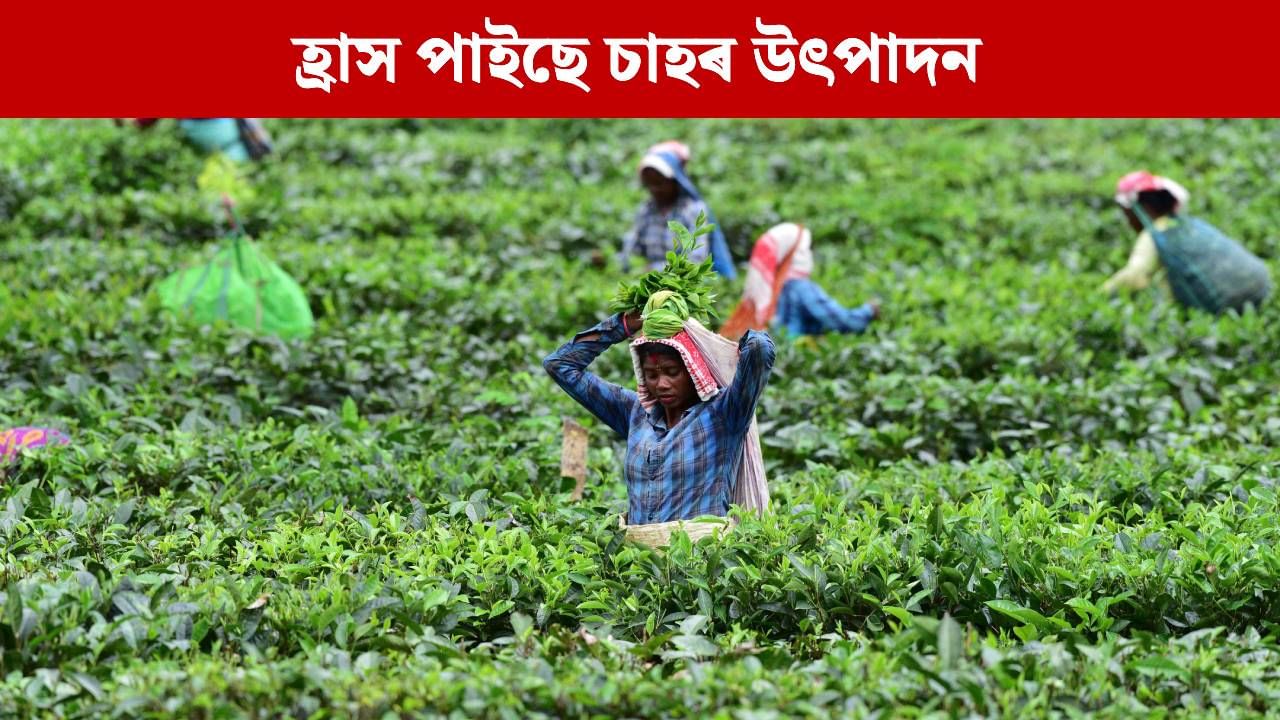 ৫.৯ শতাংশলৈ হ্ৰাস চাহৰ উৎপাদন, অসমত উৎপাদন কিমান ?