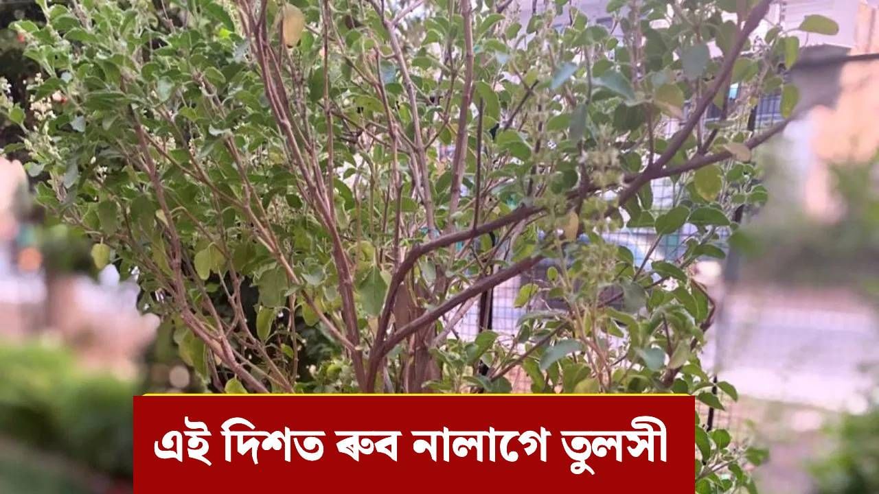 Tulsi: আনিব দুৰ্ভাগ্য, ঘৰত তুলসী ৰোৱাৰ সময়ত নকৰিব এই ভুল! সঠিক উপায় জানক…